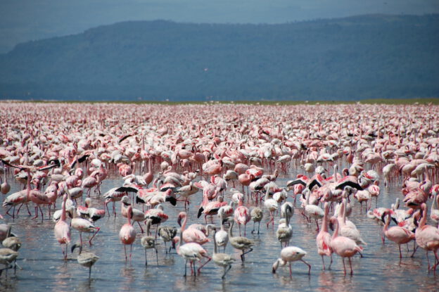 Park Narodowy Nakuru Kenia