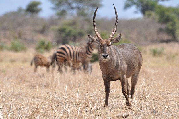 Park Narodowy Meru Kenia