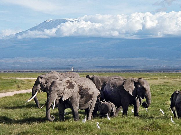 park narodowy Amboseli Kenia